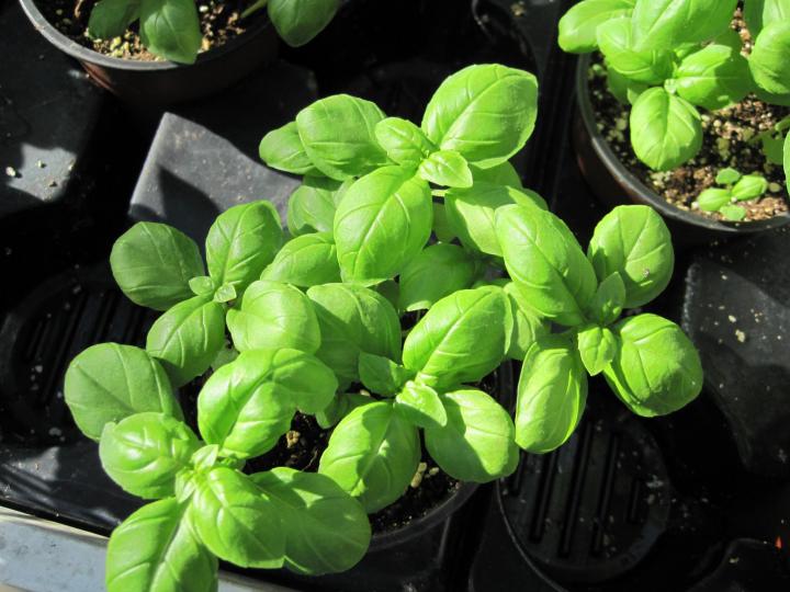 Overwintering and Growing Basil Indoors Almanac